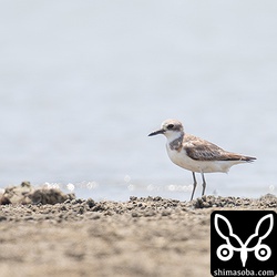 オオメダイチドリ夏羽からほぼ冬羽に換羽。