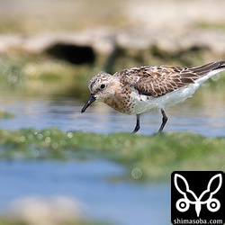 トウネン夏羽後期。