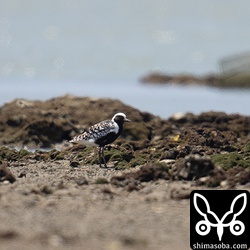 ダイゼンは1羽だけ。遠いのと暑くて陽炎が立つのでピントが合わない。^^;