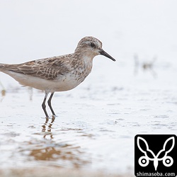 これもヨーロッパトウネンっぽい個体。