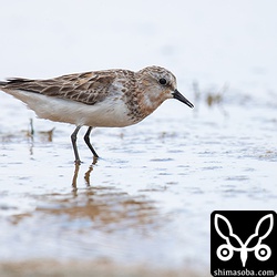 トウネン夏羽後期。