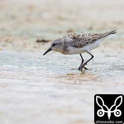 トウネン夏羽から冬羽へ移行中。