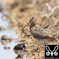 今季初のチュウジシギ。