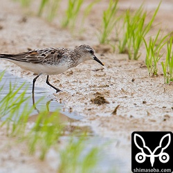そうそう、この個体も現場ではヨーロッパトウネンに見えた。