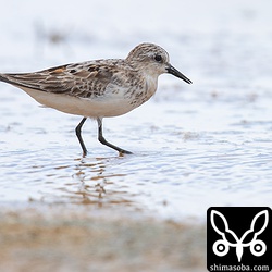この個体は完全にヨーロッパトウネンと思っていましたが、トウネンですね。^^;