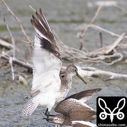 両足で肩のあたりを抑え込む。