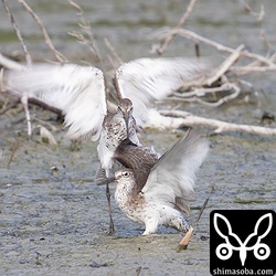 下の個体が遁走。