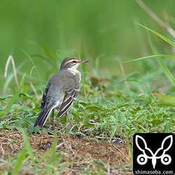 今季初のツメナガセキレイは数羽の群れ。