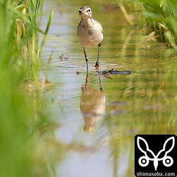 ツメナガセキレイは稲の苗の間で採餌していました。鳴き声はすれど、稲の陰に隠れてしまい、撮影はなかなか大変でした。
