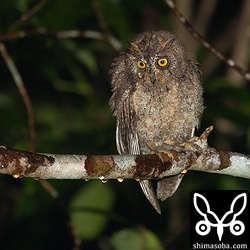 こちらはコノハズクの巣立ちビナ。