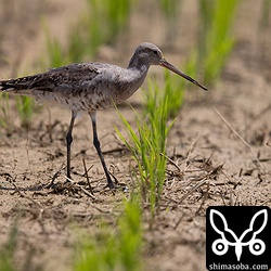 オグロシギ成鳥。夏羽から冬羽へ移行中。