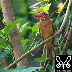 換羽が始まり、ボロボロの親鳥。ここからさらに過酷な渡りが待ってるんだよな。