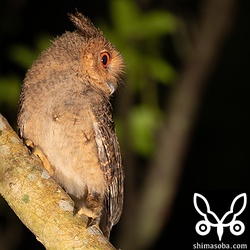 まだ体は大半が幼羽に覆われていますが胸のあたりに数枚、成鳥羽が見えています。