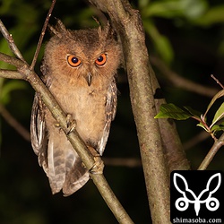 三頭身のオオコノハズクのヒナ。