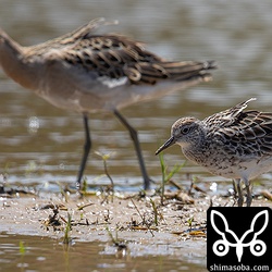 エリマキシギのように背羽を立てるウズラシギ。