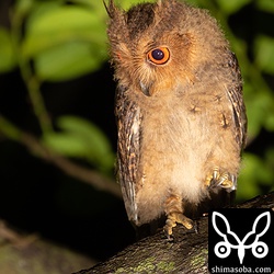 地表の虫などを狙っています。