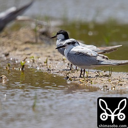 クロハラアジサシは成鳥2羽と幼鳥1羽。