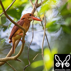来年も元気な姿を見せて欲しい。