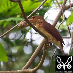 上の個体はカニの足などを落とした後、自分で食わずに鳴き声をあげたので「近くに巣立ちビナがいるな」と思ったら藪の中から幼鳥が飛び出てきた。ここまで大きくなってもまだ親から給餌を受けるんですねー。