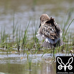 エリマキシギはこのような威嚇のポーズをとって、近づきすぎたウズラシギを追い払う場面もあった。