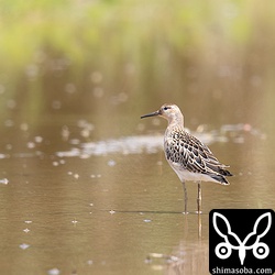 滞在5日目のエリマキシギ幼鳥はオグロシギと同じ田んぼに移動してきました。