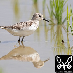 トウネン成鳥。夏羽から冬羽へ移行中。