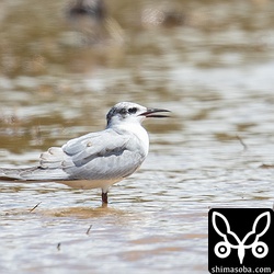 クロハラアジサシ幼鳥。幼羽から第1回冬羽へ換羽中。