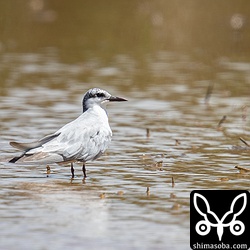 クロハラアジサシ成鳥。冬羽へ換羽中。