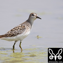 ヒバリシギ幼鳥。