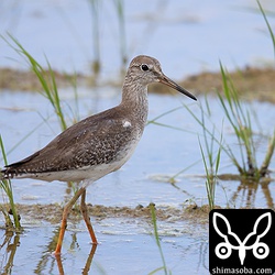 アカアシシギ幼鳥。第1回冬羽へ。