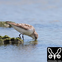 トウネン成鳥。夏羽→冬羽。