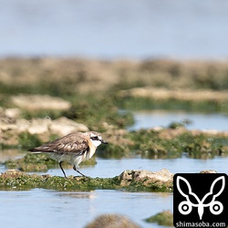 メダイチドリ成鳥オス。夏羽から少し冬羽へ。