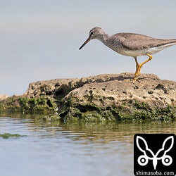 キアシシギ夏羽。