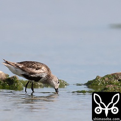 ハマシギ成鳥。夏羽後期でみすぼらしいですね。長旅もさぞ大変でしょう。