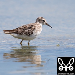 ヒバリシギ成鳥。