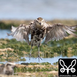 ムナグロ着地。