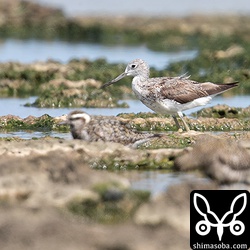 アオアシシギ夏から冬へ。