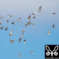 ハヤブサと思われる猛禽に驚いて一斉に飛び上がった。ムナグロの群れの中にキアシシギ、キョウジョシギ、メダイチドリ、シロチドリ、トウネンが交ざっている。トウネンの小ささが際立っています。小さな体で一生懸命付いて行ってる感じがかわいいです。