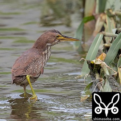 畔から水路に舞い降りました。