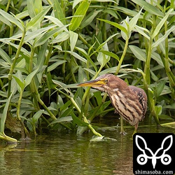 愛想よく目の前を行ったり来たり餌探しに夢中のリュウキュウヨシゴイでした。