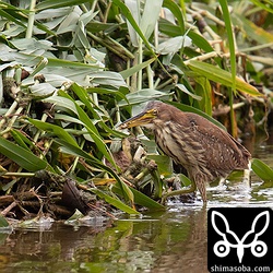 小さな魚をゲット。グッピーのメスでしょうか。
