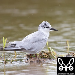 ほぼ冬羽に様変わりしたクロハラアジサシ。夏羽は残すところ初列風切の数枚。