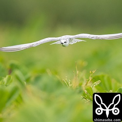 翼が当たらないギリギリの高さを攻めます。