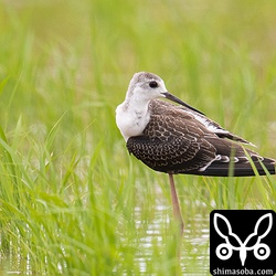 念願のセイタカシギ幼羽を見ることができました。^^