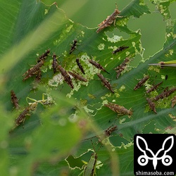 バッタはこんなにたくさんいます。緑の大きなバッタは成虫で小さな茶色いまだらのは幼虫。