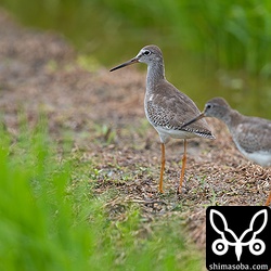 毎年やってっくるアカアシシギの足環付きはまだ来ていないようでした。2羽とも第1回冬羽へ換羽中。