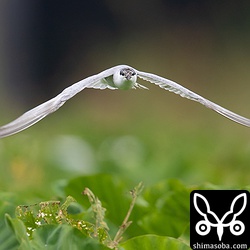 田芋畑の上を飛び回り、獲物探しのクロハラアジサシ。
