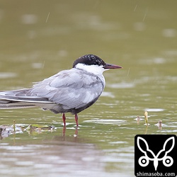 クロハラアジサシ夏羽から冬羽へ。まだ夏羽が多く残る個体。