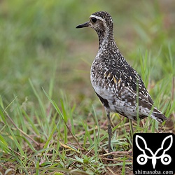 ムナグロ夏羽から冬羽へ。