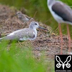 アオアシシギ冬羽。